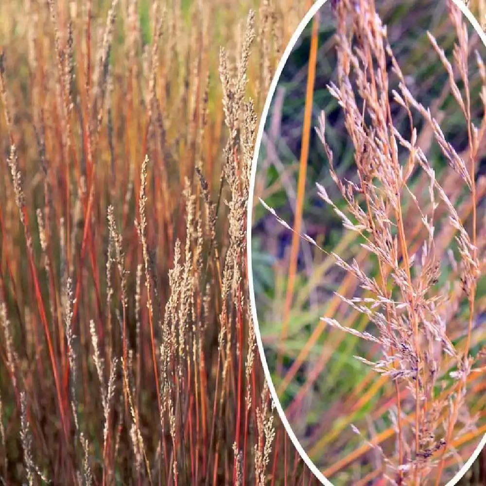 MOLINIA caerulea 'Moorhexe'