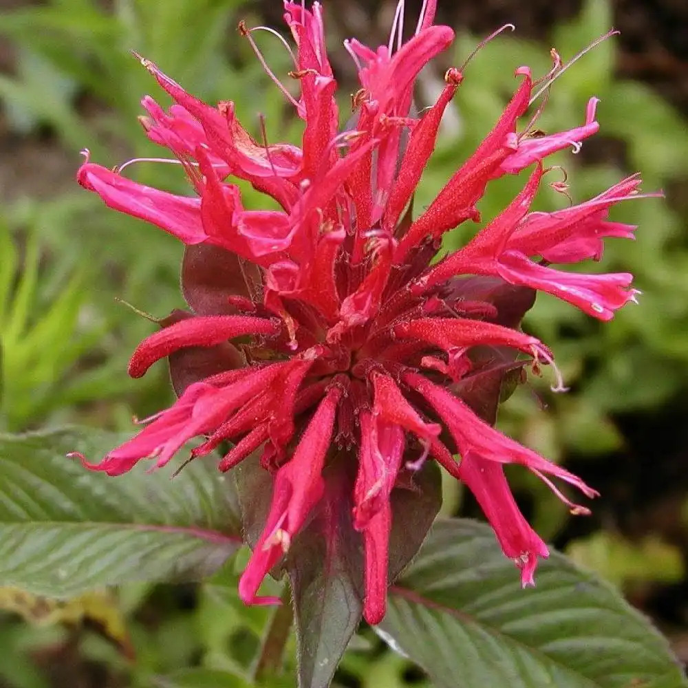 MONARDA 'Apache'
