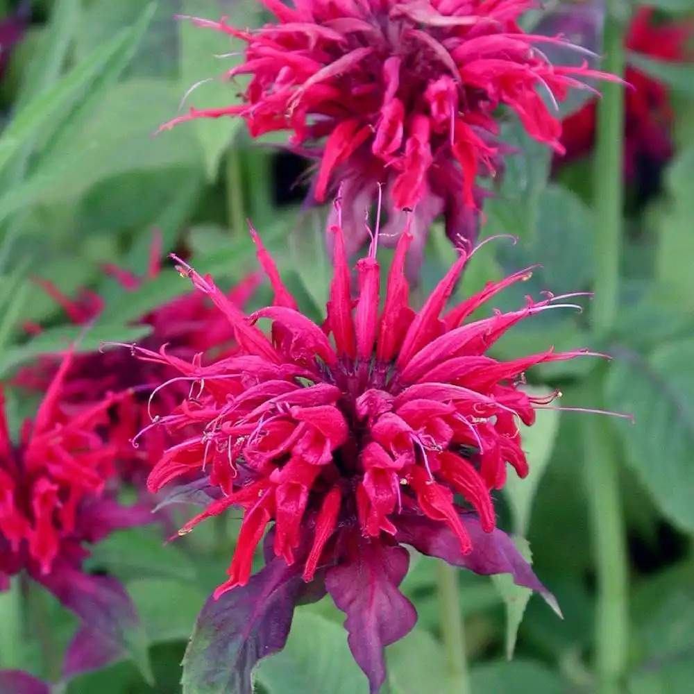 MONARDA 'Cambridge Scarlet'