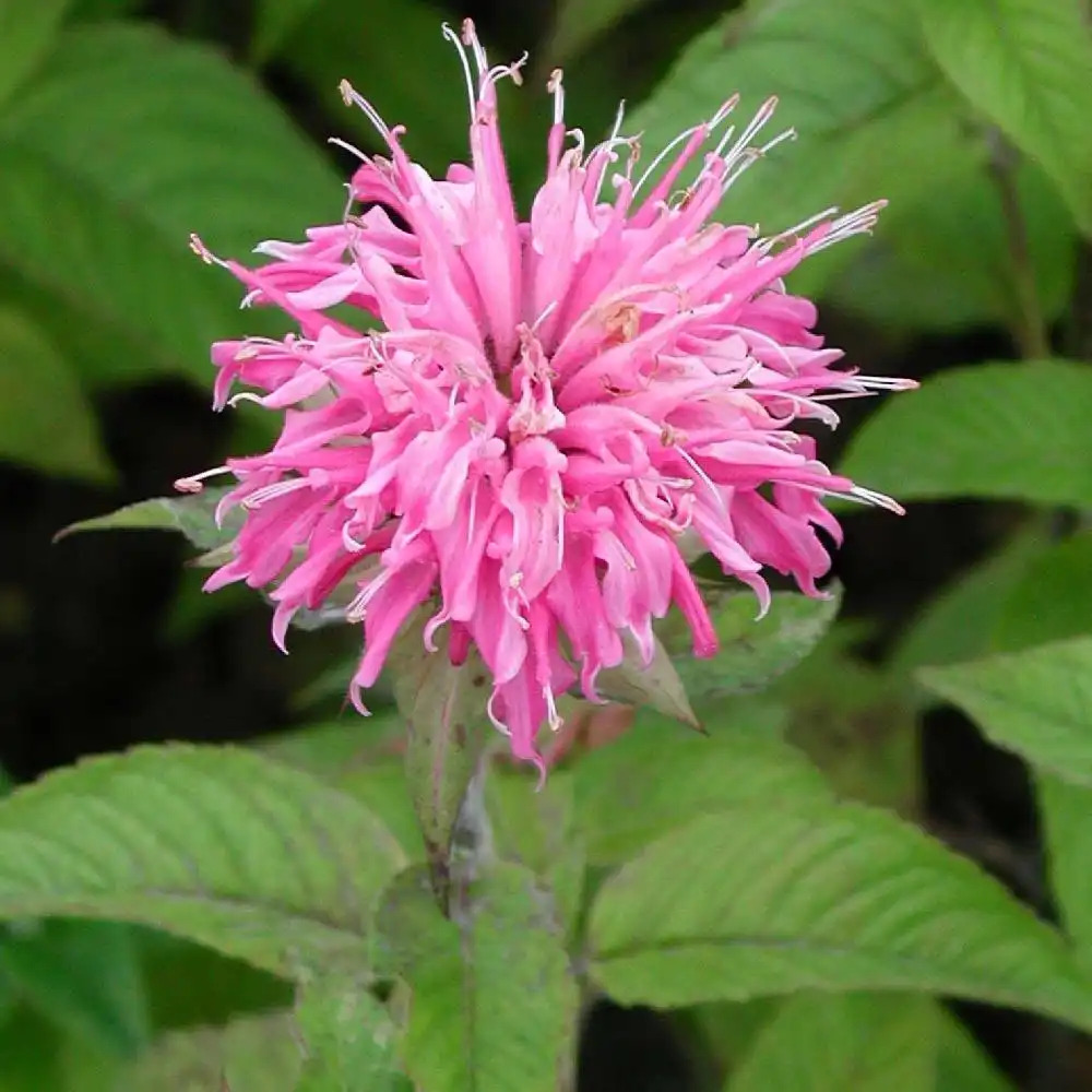 MONARDA 'Croftway Pink'