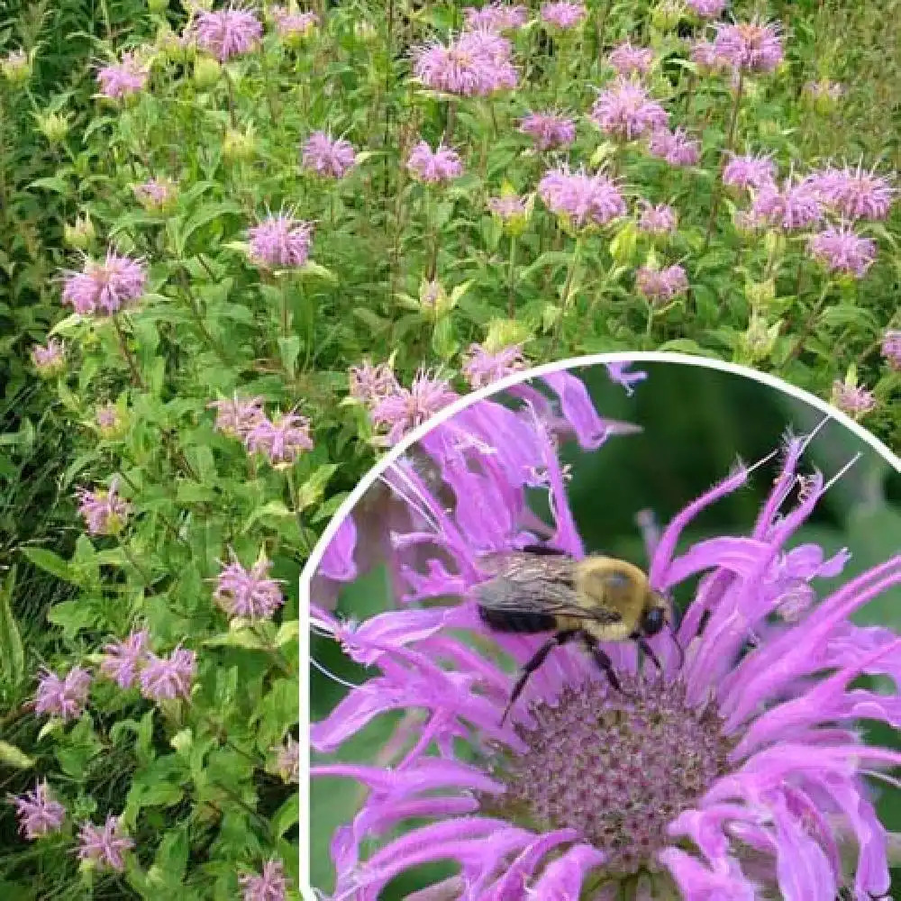 MONARDA fistulosa