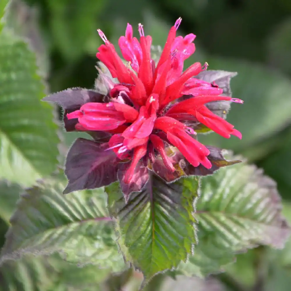 MONARDA 'Fireball'®