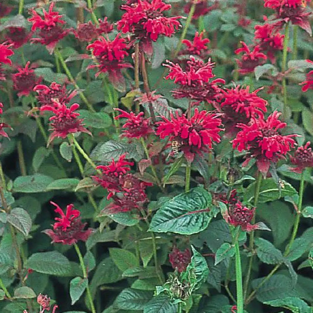 MONARDA 'Panorama'