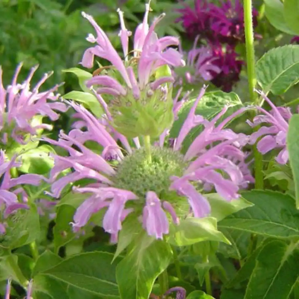 MONARDA 'Prärienacht'