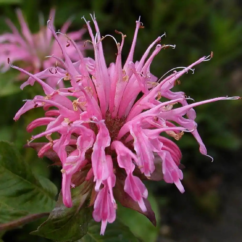 MONARDA 'Prärieglut'