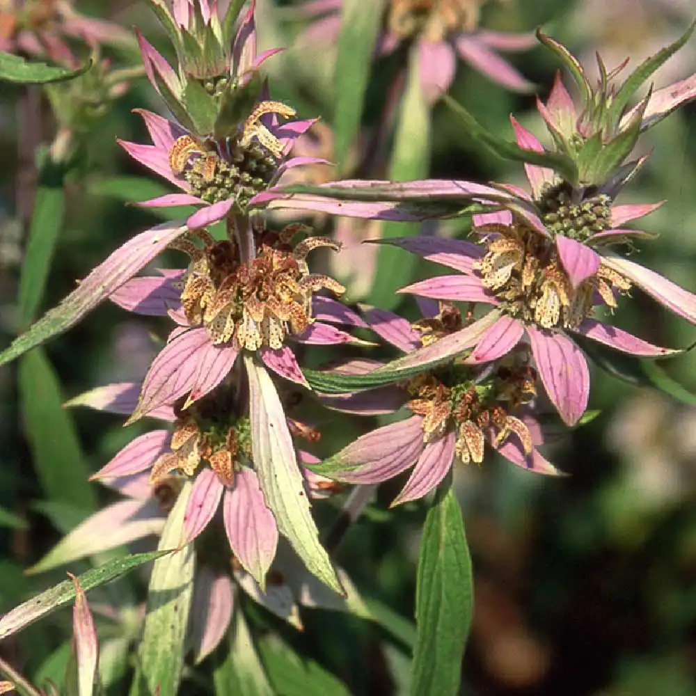 MONARDA punctata