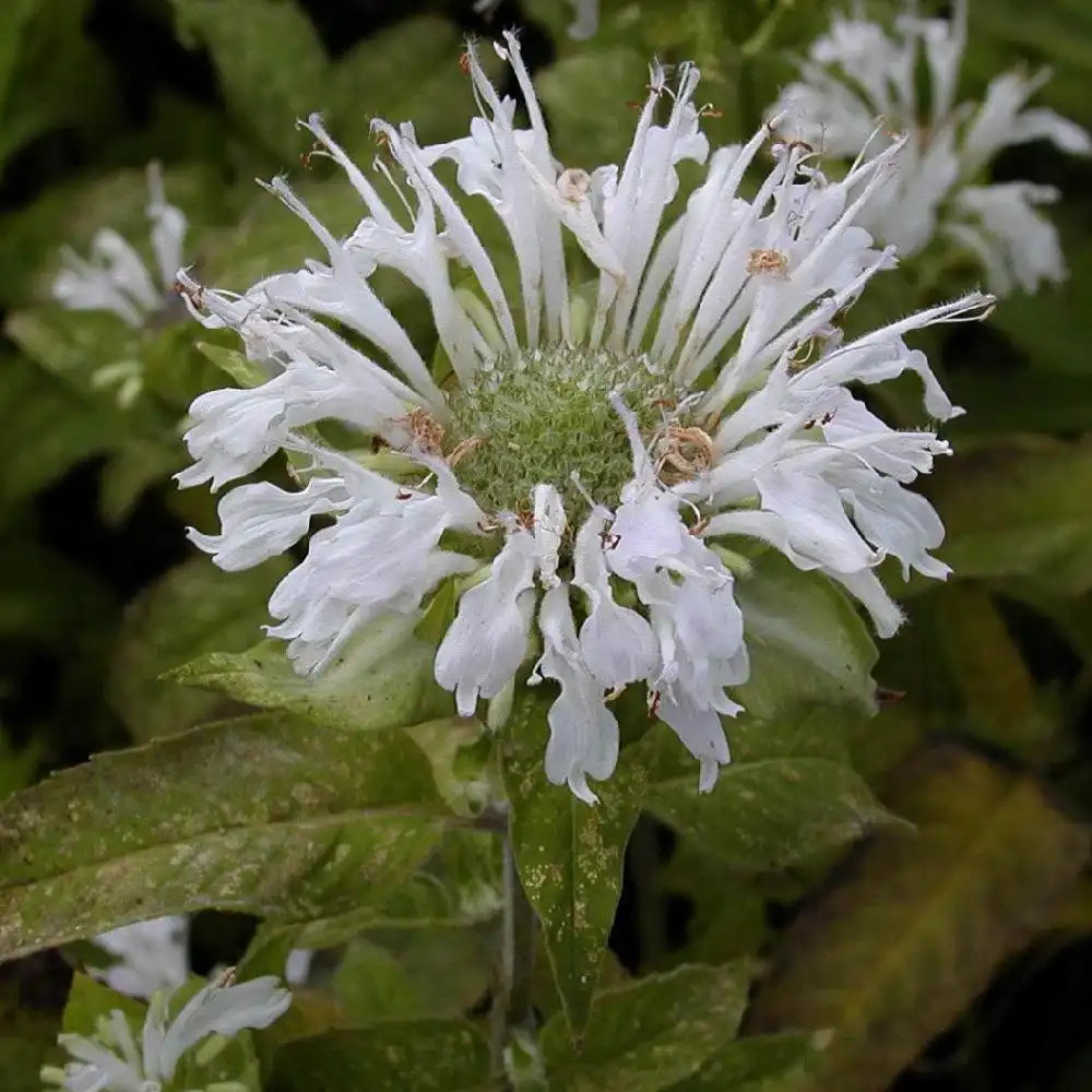 MONARDA 'Schneewittchen'