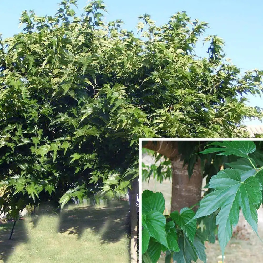 Blanche Mûre Morus alba Plante 35-40 cm Mûrier arbre fruitier obstpflanze