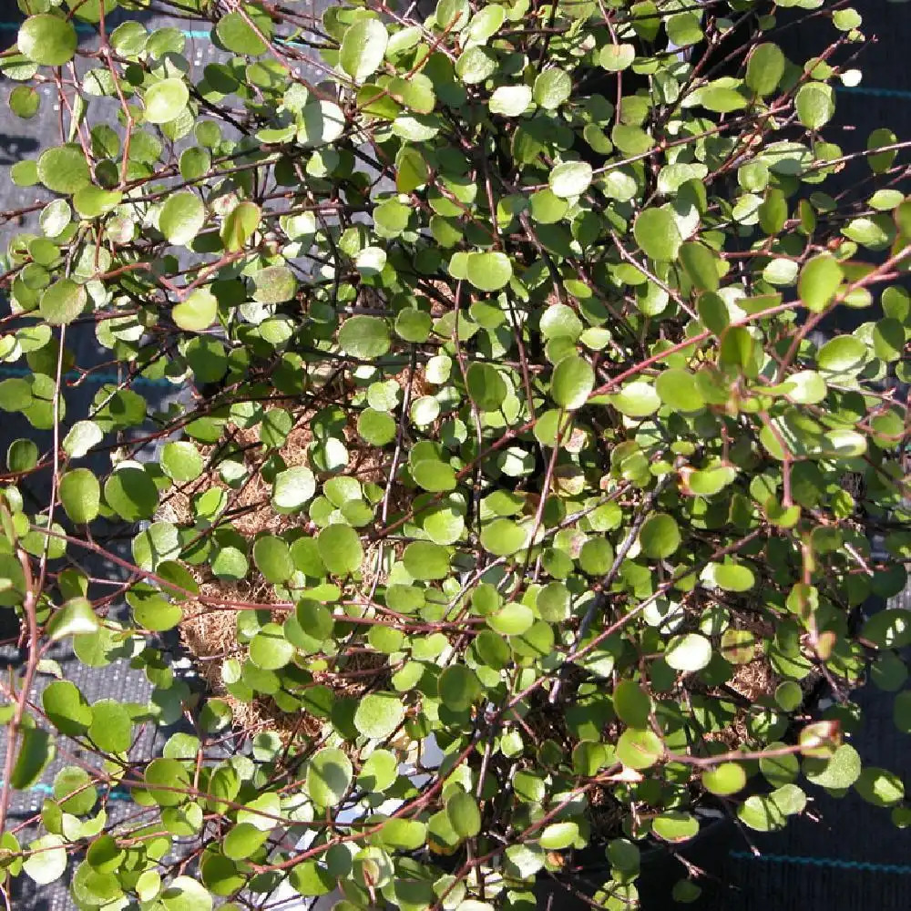 MUEHLENBECKIA axillaris 'Nana'