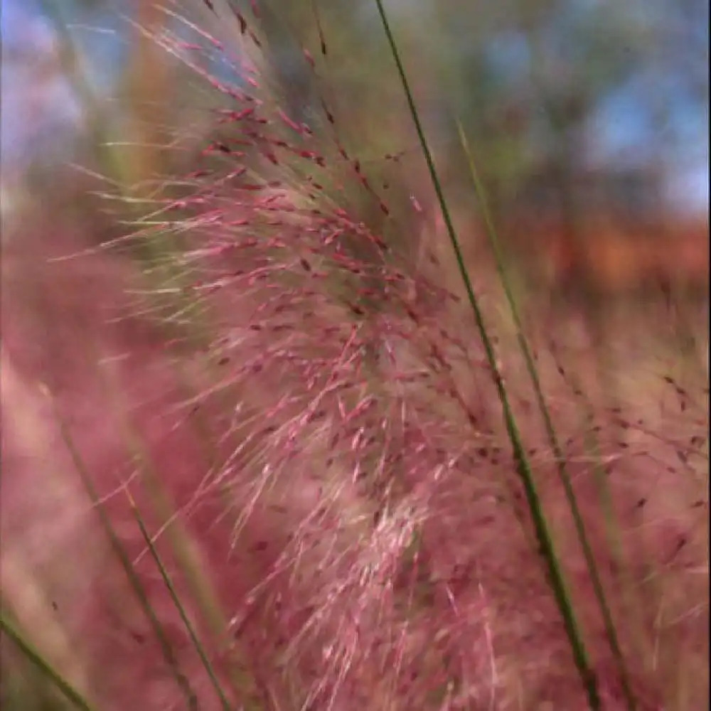 MUHLENBERGIA capillaris