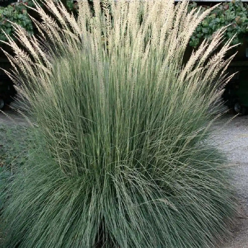 MUHLENBERGIA lindheimeri