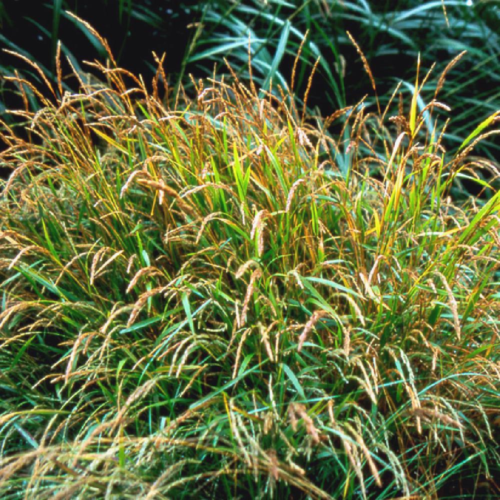 MUHLENBERGIA mexicana