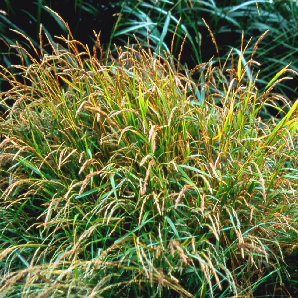 MUHLENBERGIA mexicana