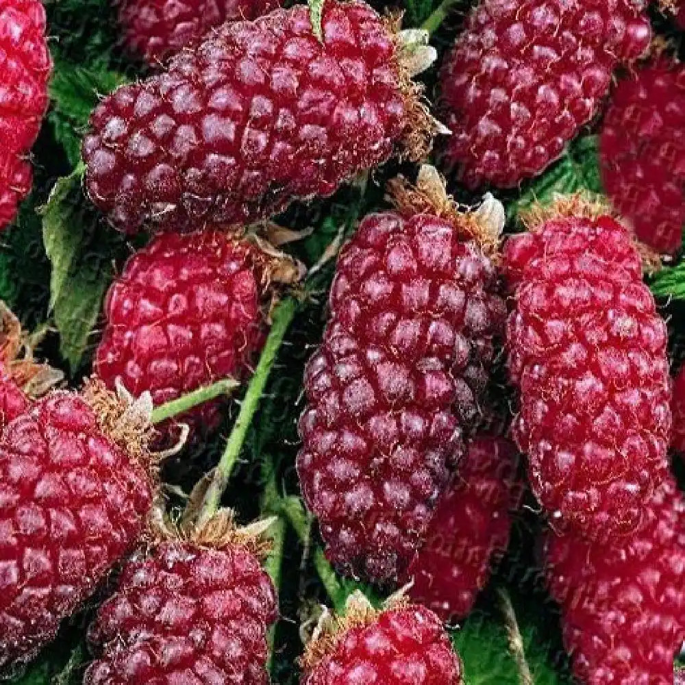 Mûrier 'Tayberry'