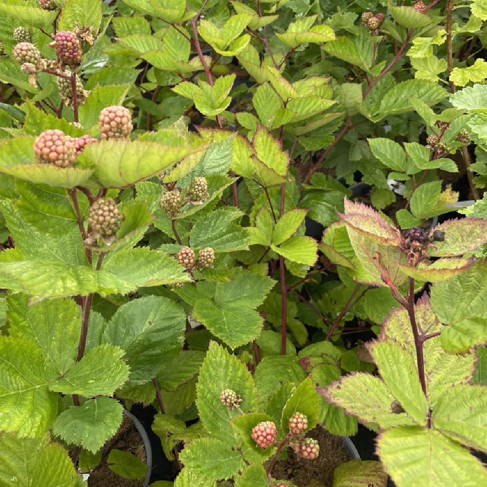 RUBUS fruticosus 'Triple Crown'