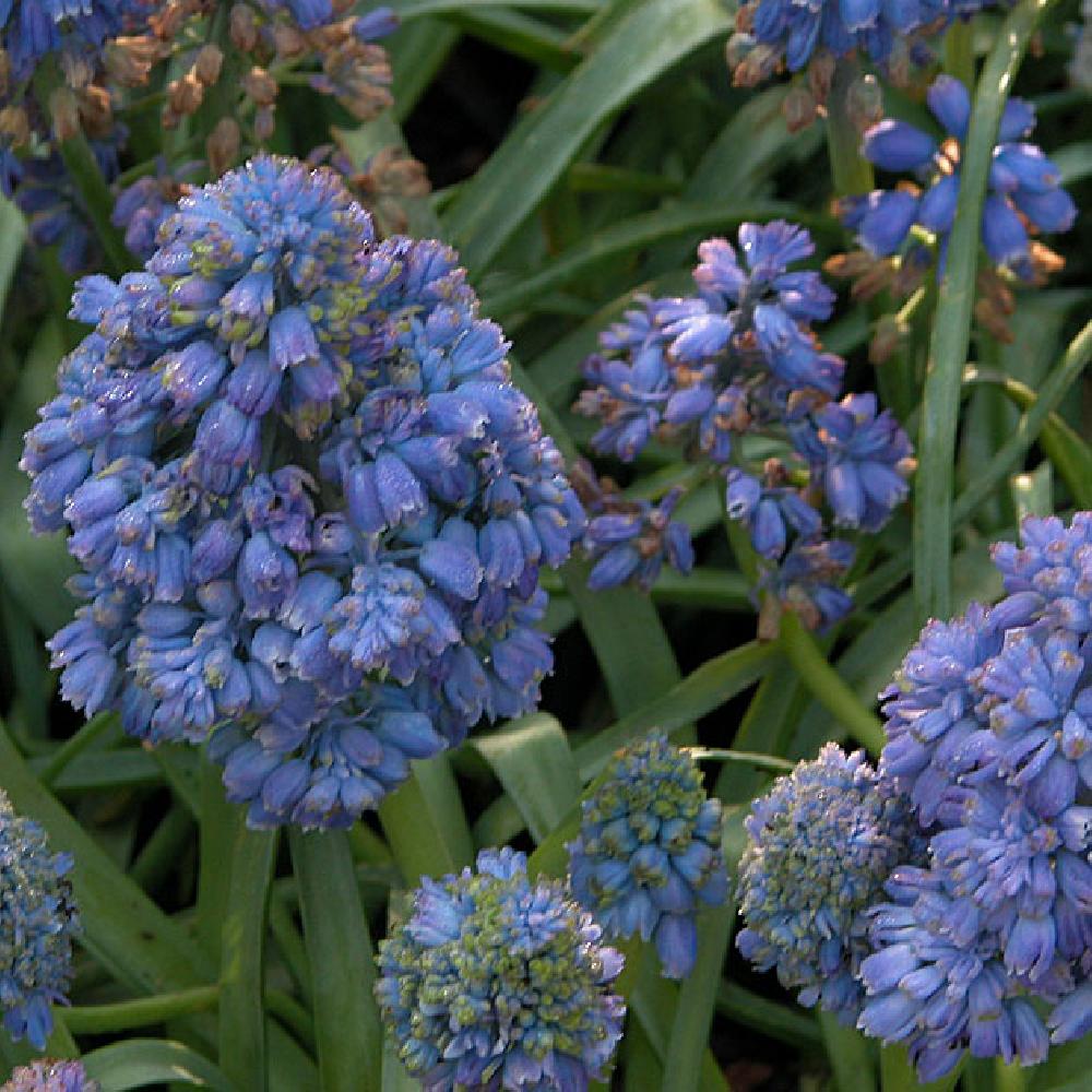 MUSCARI armeniacum 'Blue Spike'