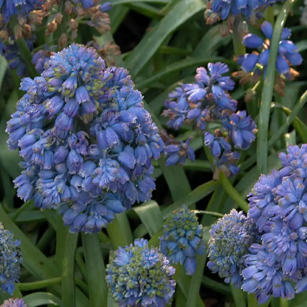 MUSCARI armeniacum 'Blue Spike'