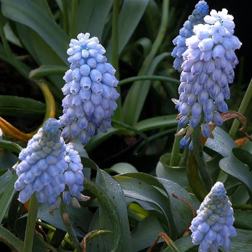 MUSCARI armeniacum 'Valerie Finnis'