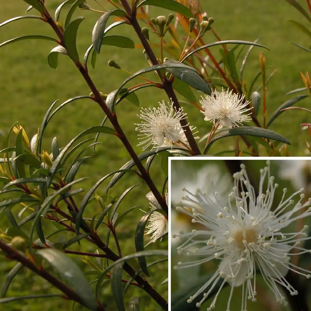 MYRCEUGENIA pinifolia