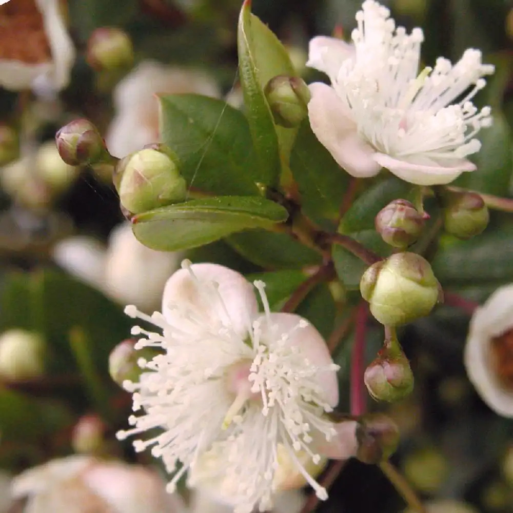 MYRTUS communis subsp. tarentina