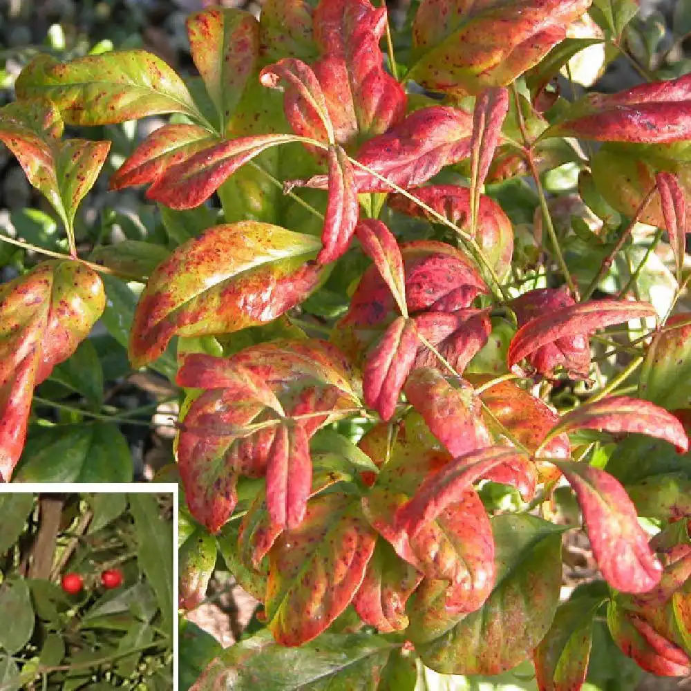 NANDINA domestica 'Fire Power'