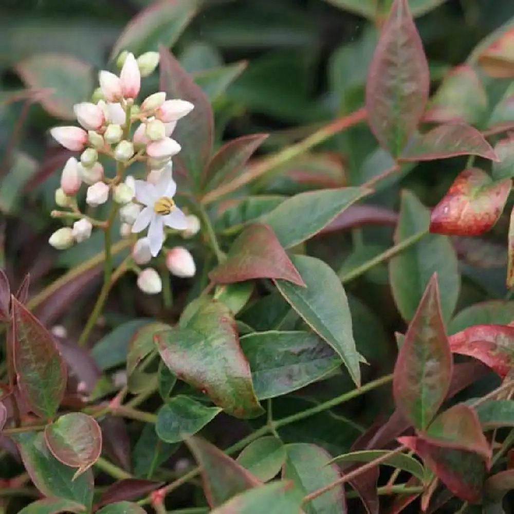 NANDINA domestica 'FLIRT'®