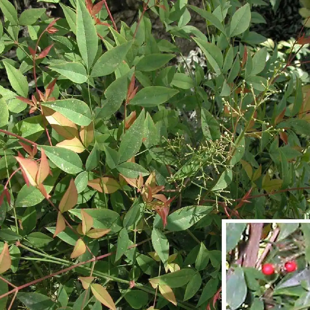 NANDINA domestica 'Richmond'