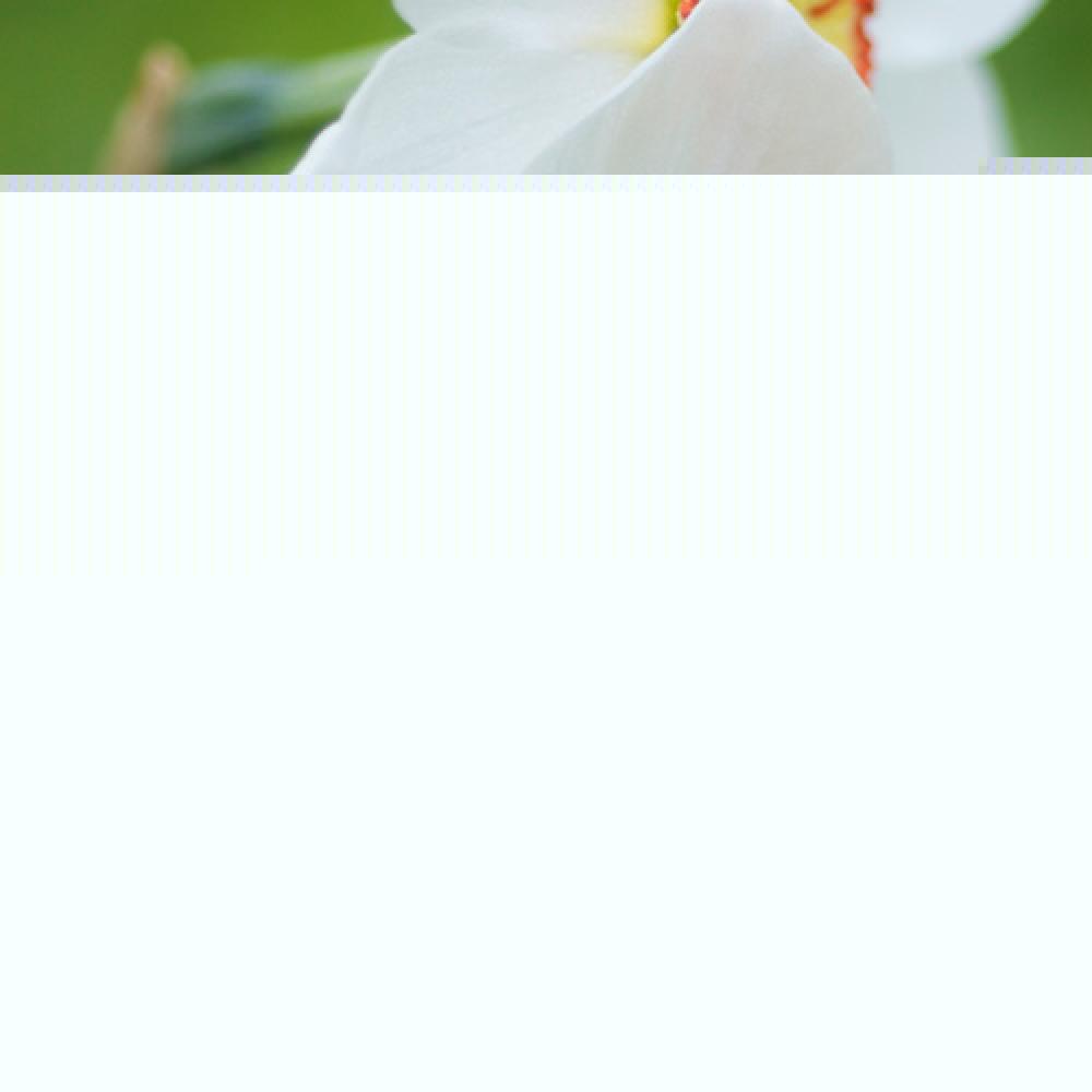 NARCISSUS 'Actea' (lot de 5)