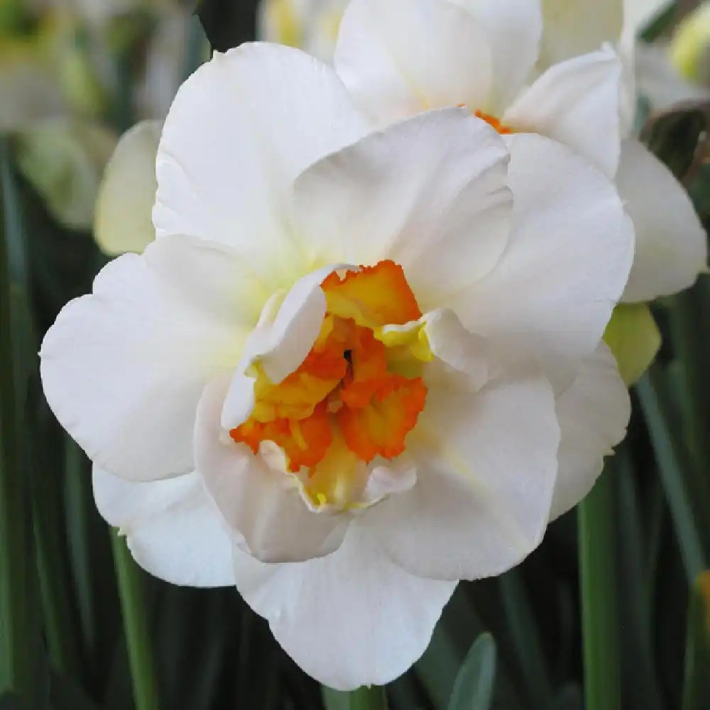 NARCISSUS ?Flowerdrift? (lot de 3)