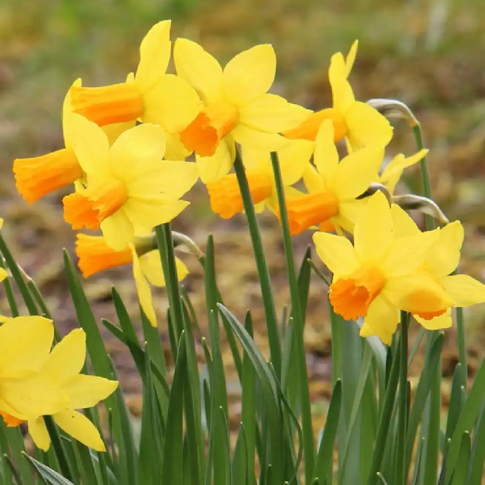 NARCISSUS ?Jetfire? (lot de 3) - Narcisse cyclamineus - pépinières Lepage  Bretagne Bord de mer