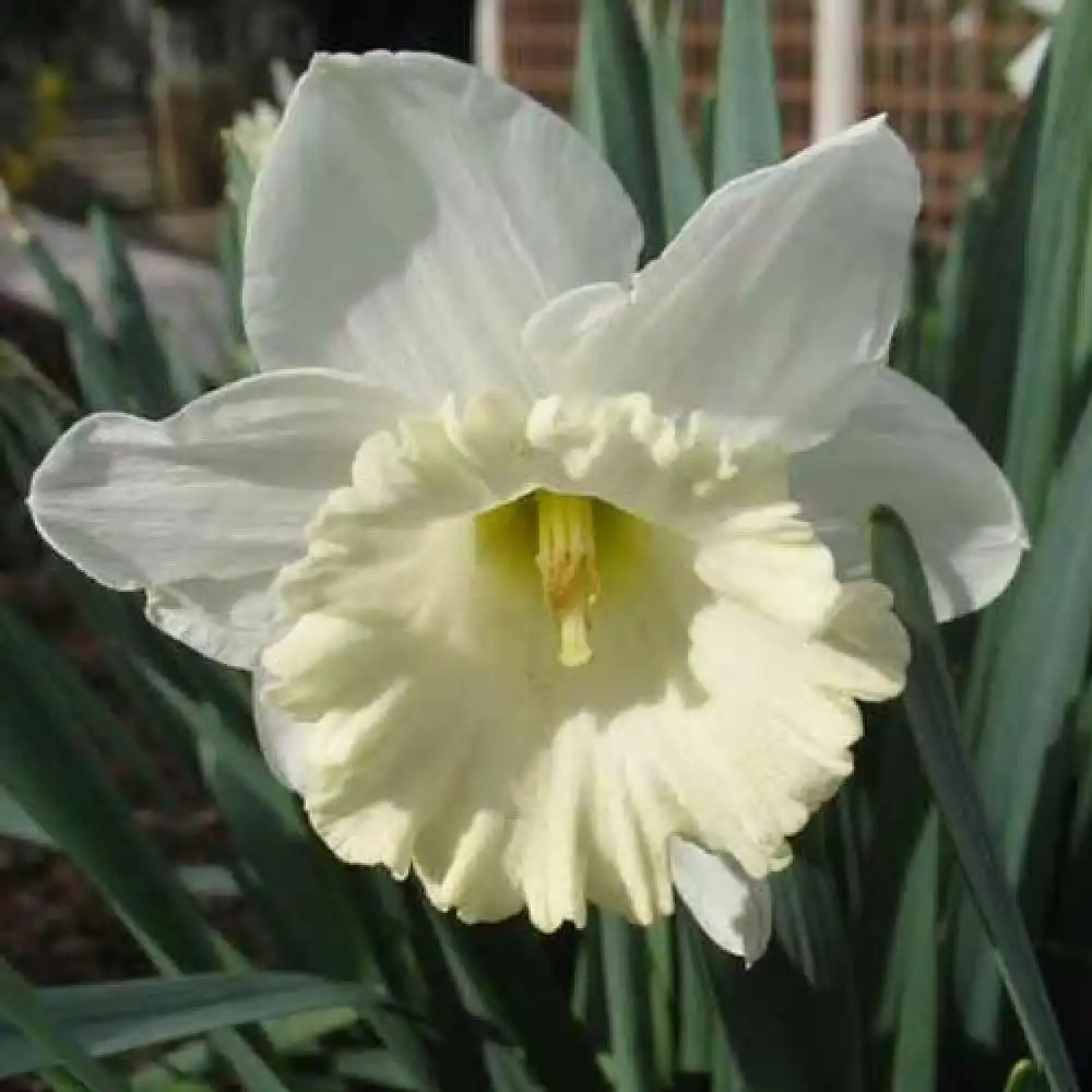 NARCISSUS 'Mount Hood' (lot de 3)