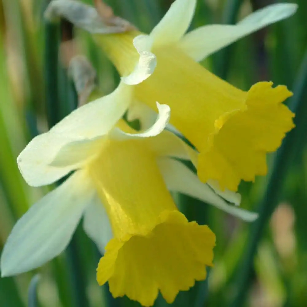 NARCISSUS obvallaris (lot de 5)