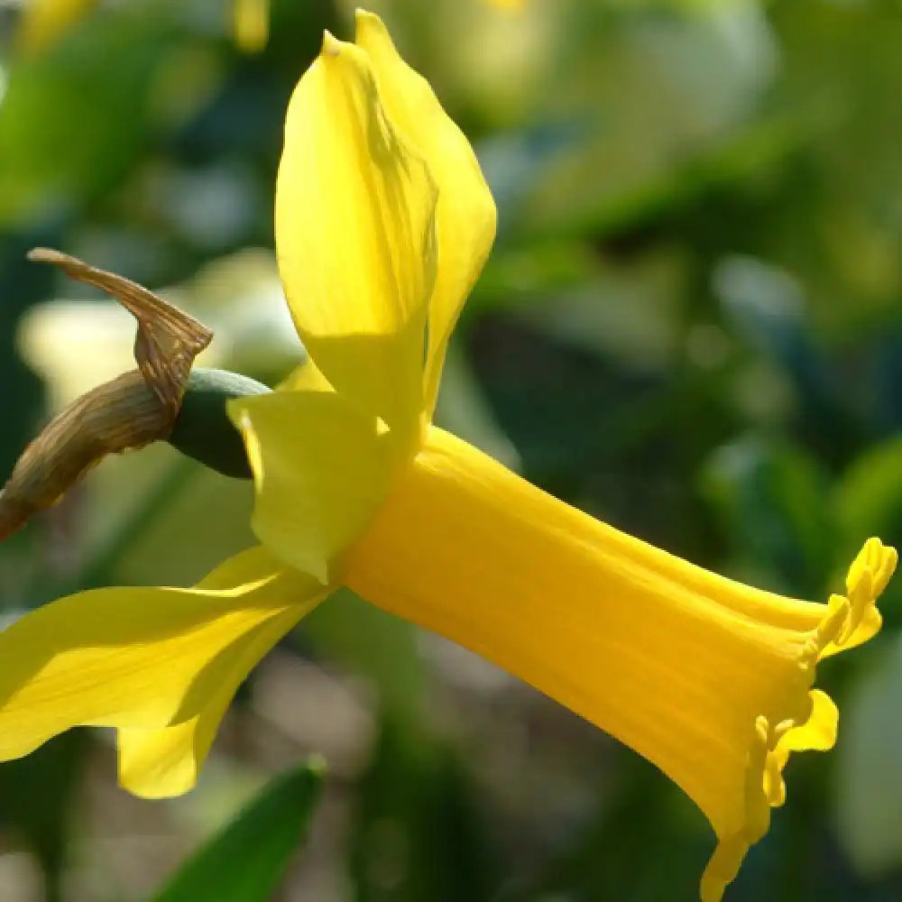 NARCISSUS 'Peeping Tom' (lot de 3)