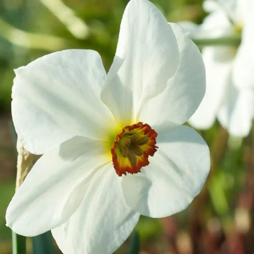 NARCISSUS poeticus (lot de 3) - Narcisse - pépinières Lepage Bretagne Bord  de mer