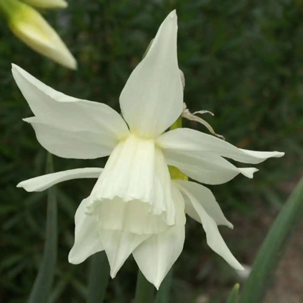 NARCISSUS triandrus 'Thalia' (lot de 5)