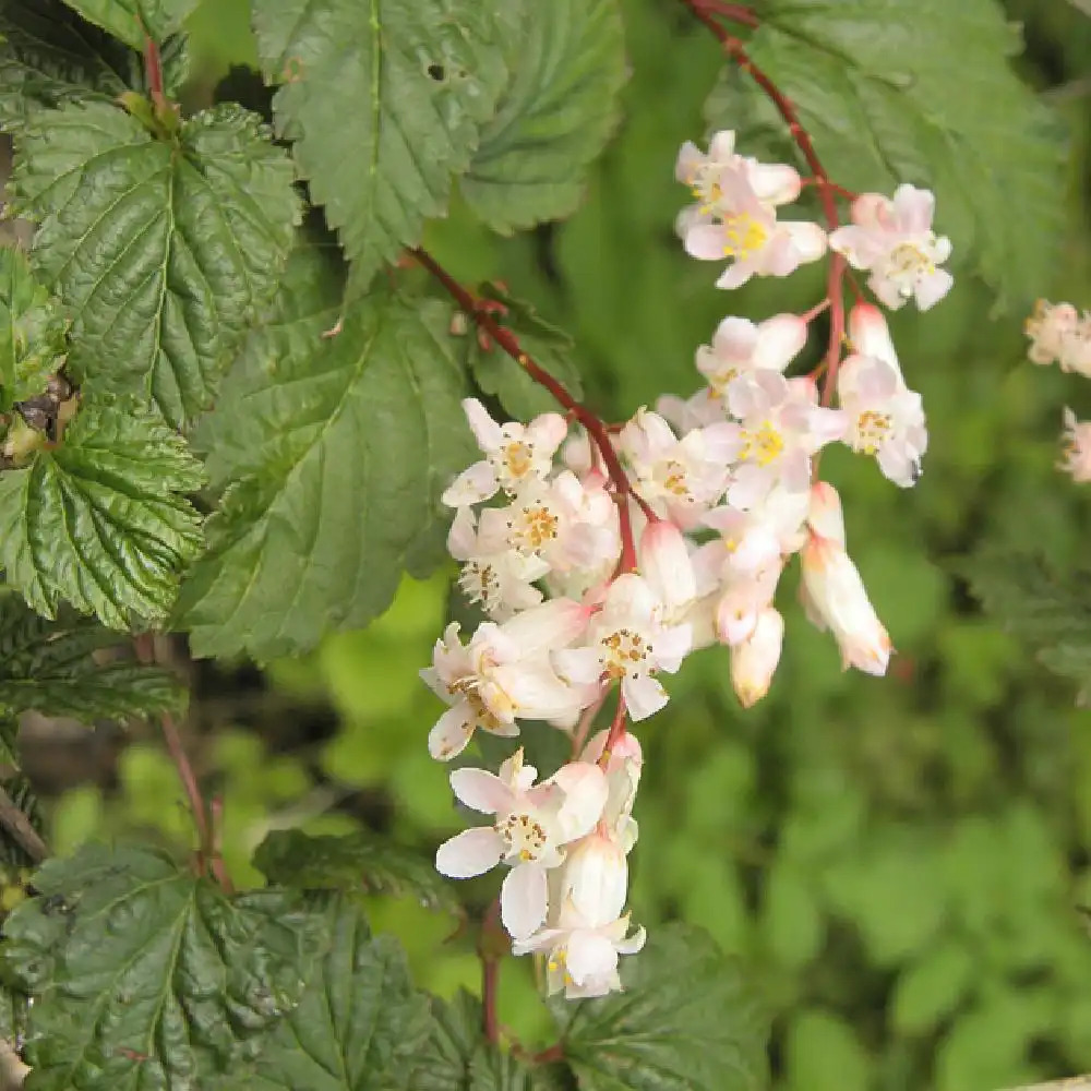 NEILLIA thibetica