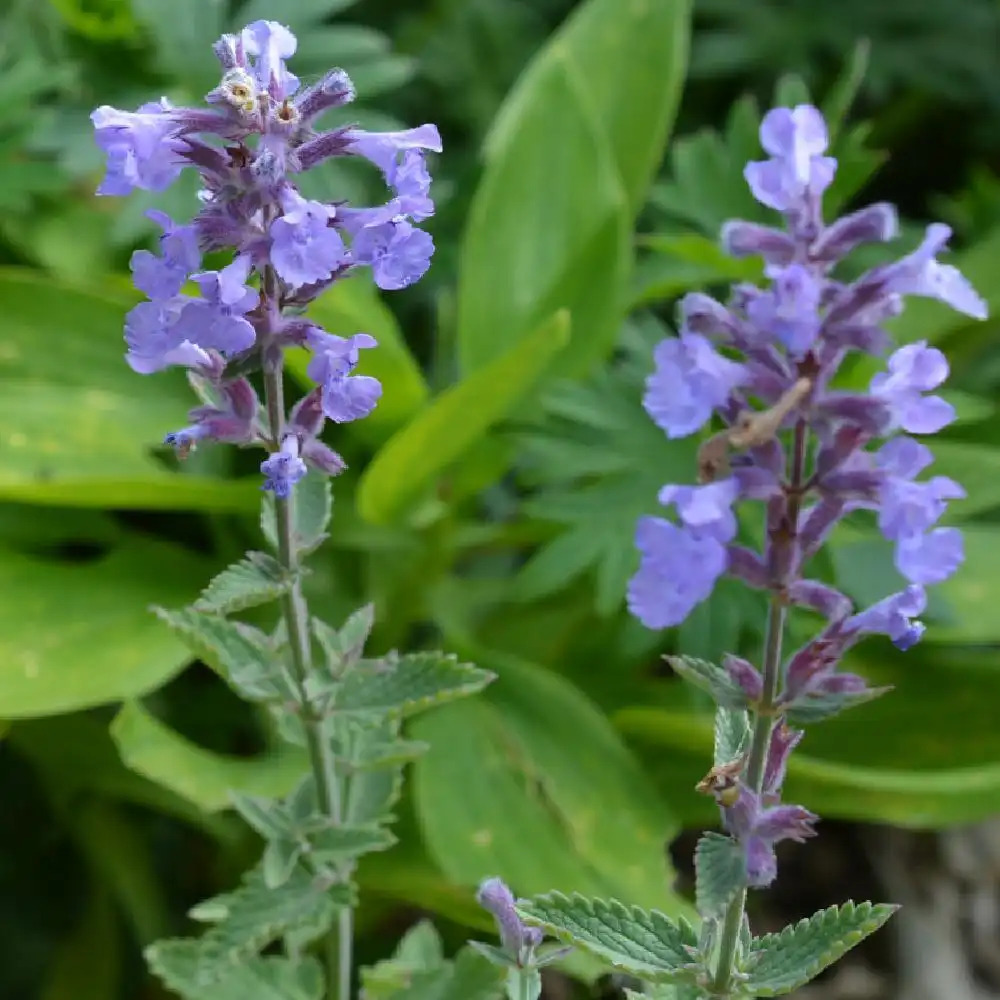 NEPETA 'Cat's Meow'