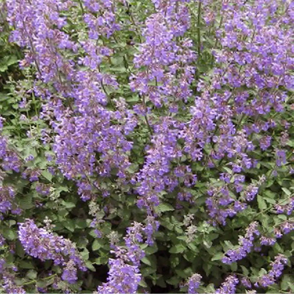 NEPETA faassenii 'Junior Walker'