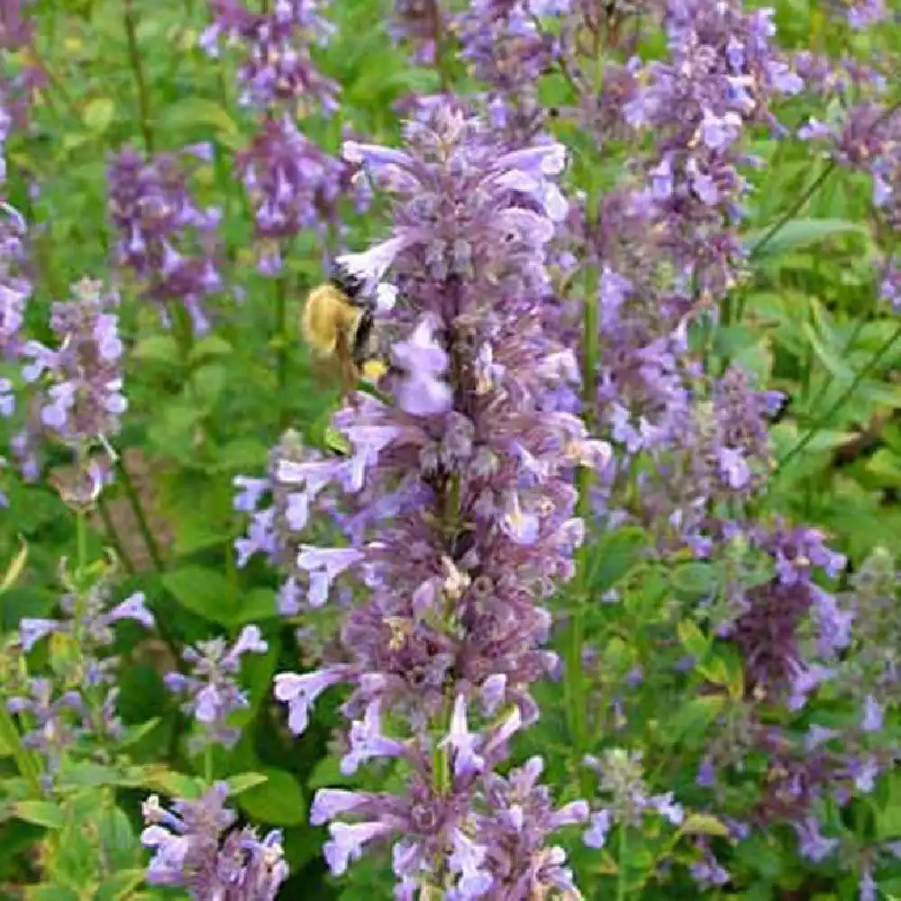 NEPETA parnassica