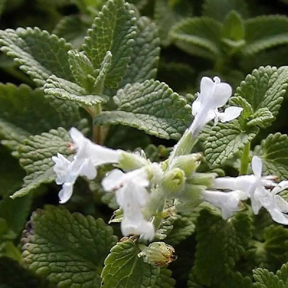 NEPETA racemosa 'Snowflake' (faassenii)