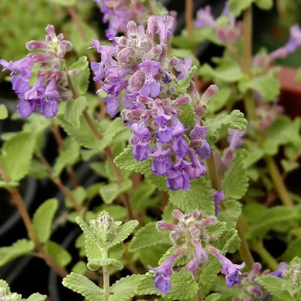 Nepeta, Menthe a chat : plantation, culture, taille et entretien