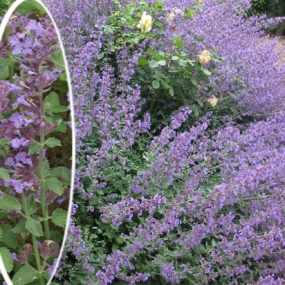 NEPETA 'Six Hills Giant' (Faassenii Group)