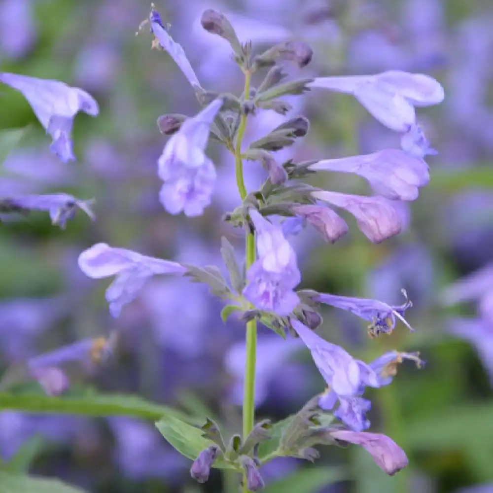 NEPETA sibirica 'Souvenir d' André Chaudron'