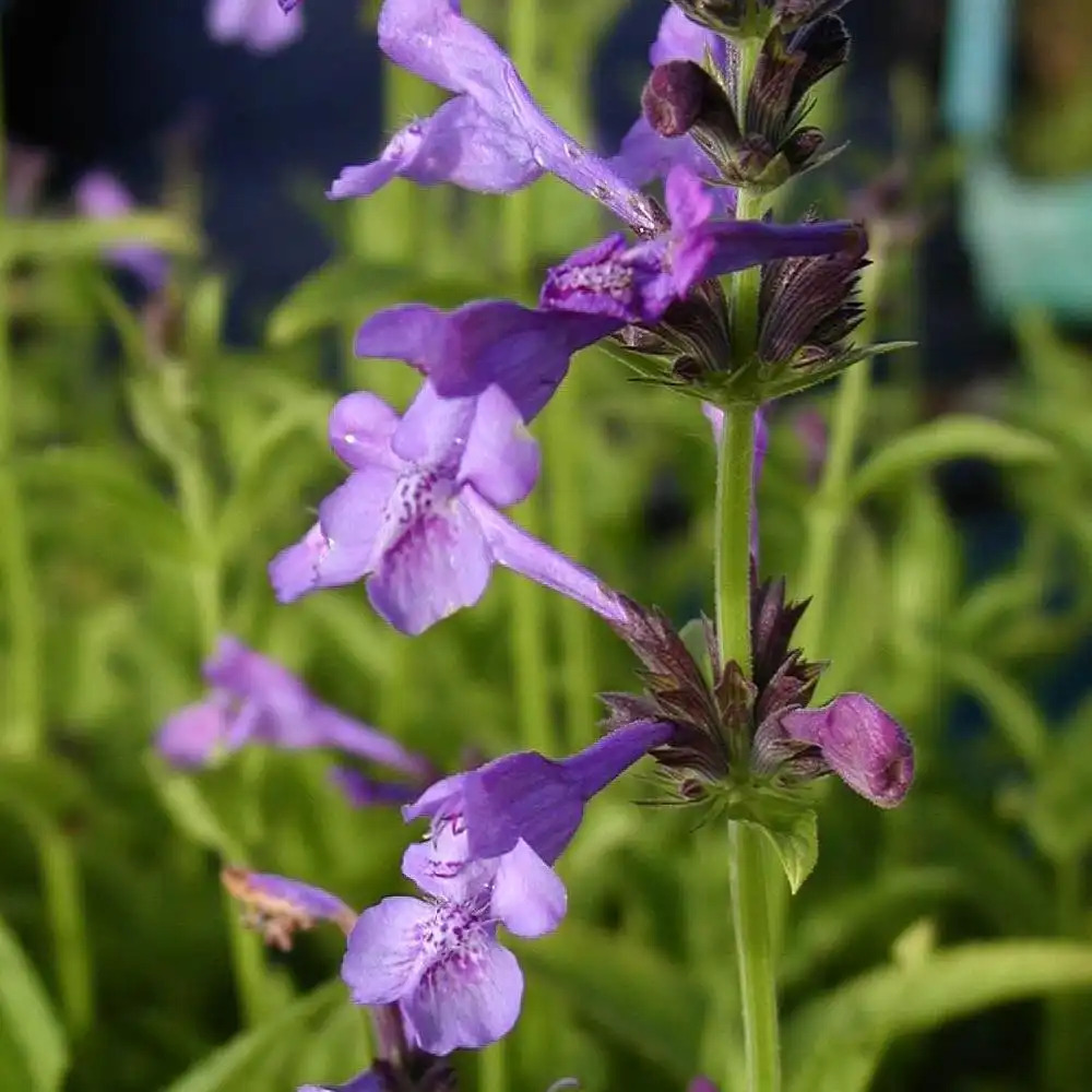 NEPETA sibirica