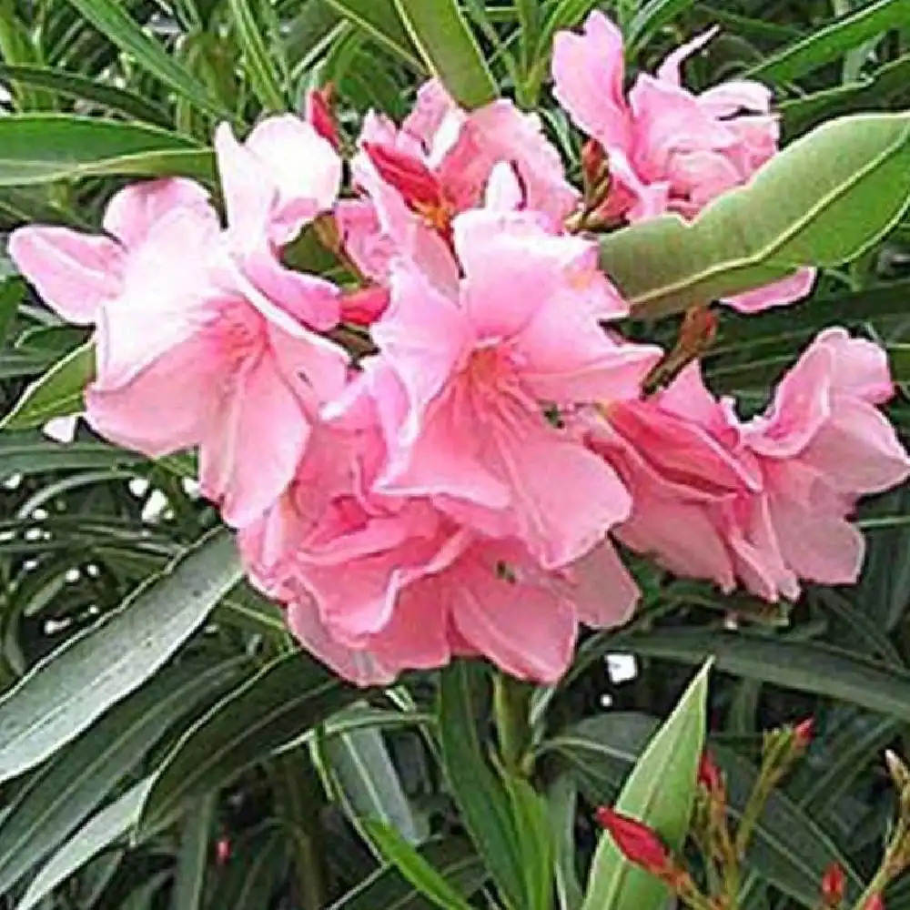 NERIUM oleander (rose)