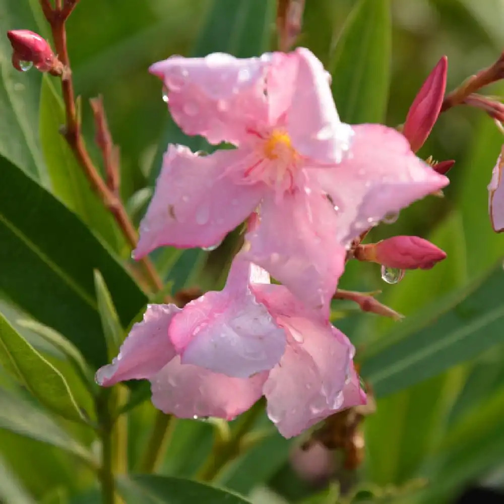 NERIUM oleander.' image 2