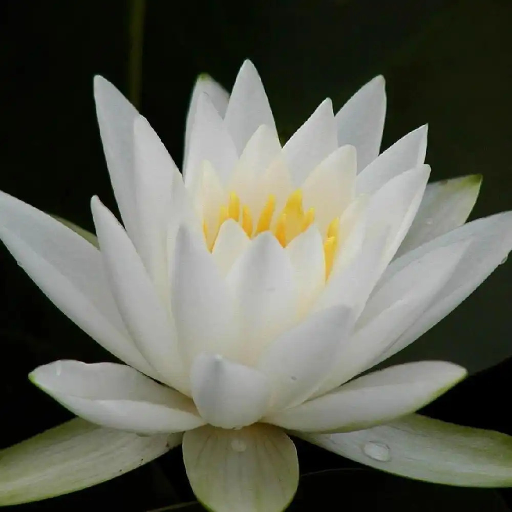 NYMPHAEA  'Gladstoneana'