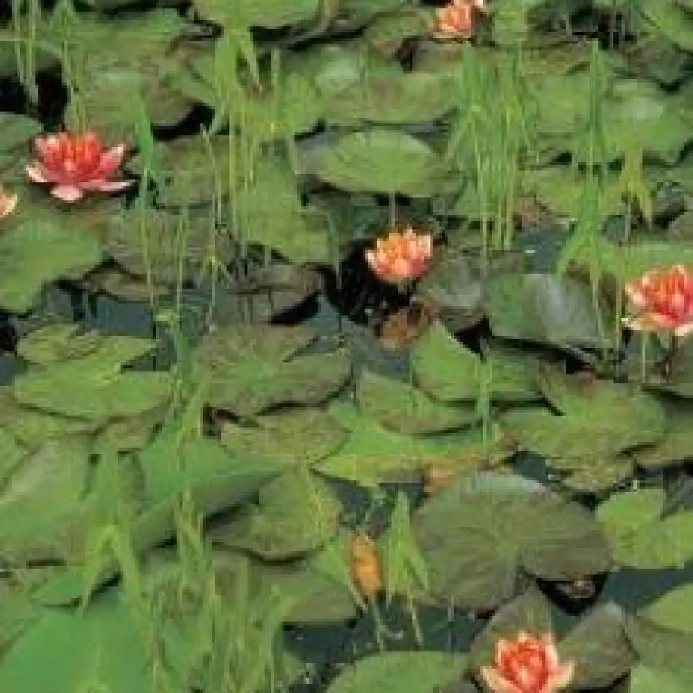 NYMPHAEA  'Graziella'