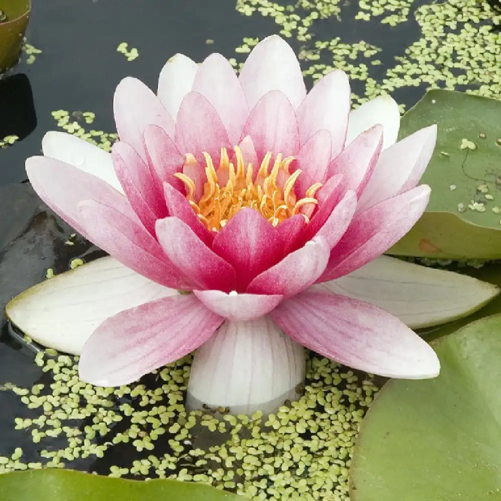 NYMPHAEA 'Rembrant'