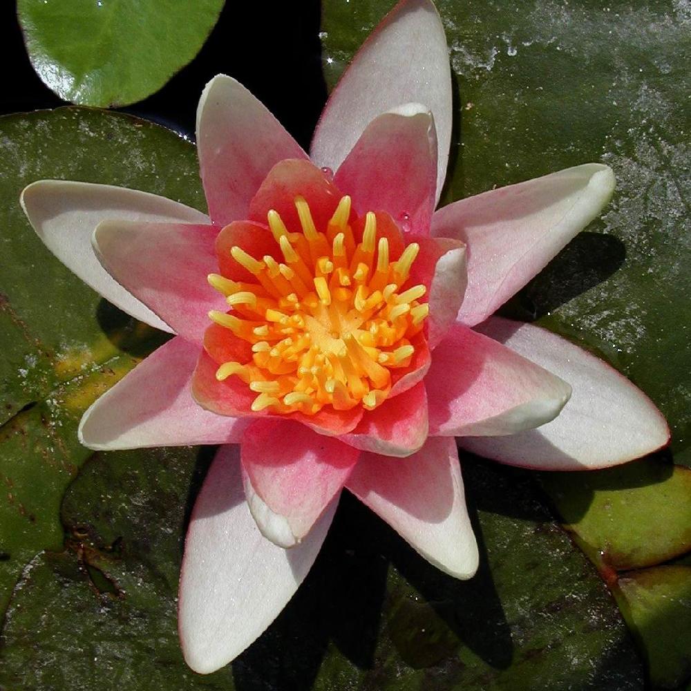 NYMPHAEA  'Sioux'